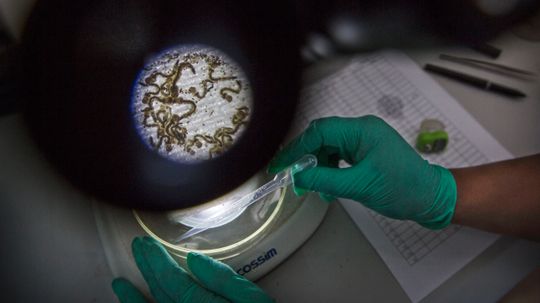 Scientists Call for a Global Germ Bank
