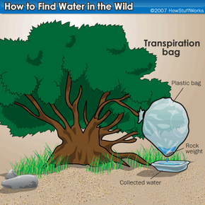 Illustrated tree in a vector sandscape.