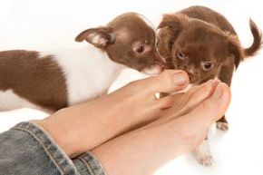 Dog foot 2025 odor remedies