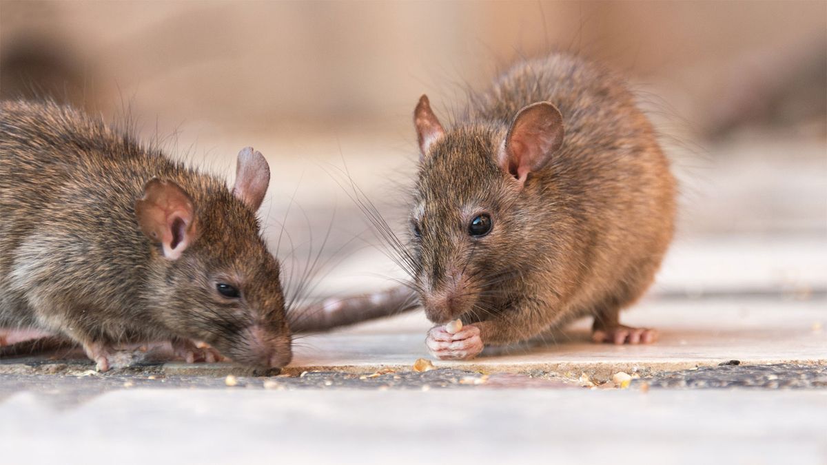 How to Get Rid of Rats | HowStuffWorks