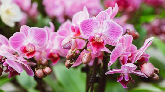 How Long Do Orchid Blooms Last? Tips for Growing Orchids