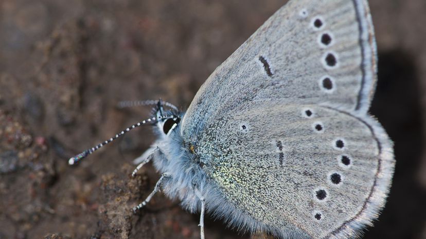 silvery blue