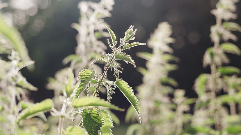 Stinging nettles