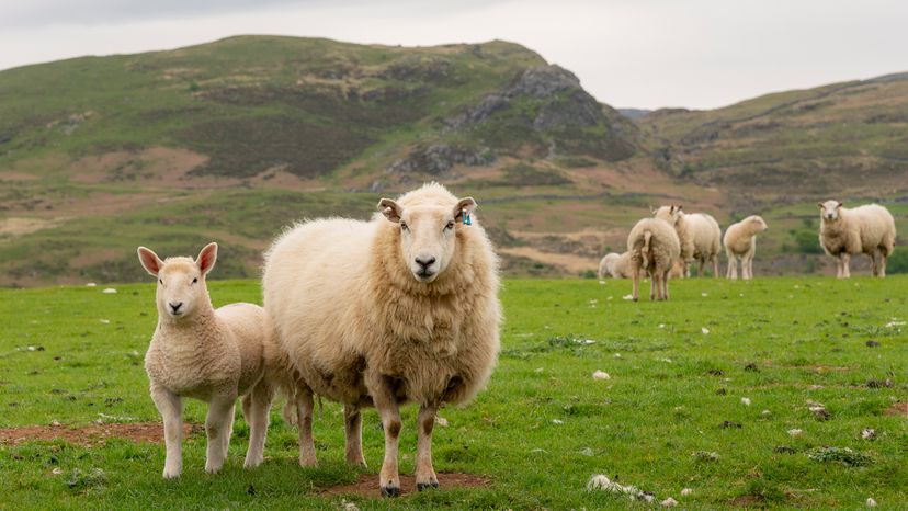 A young lamb beside and adult sheep stand in a grassy field with more sheep in the background