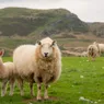 Lamb vs. Sheep: Do You Know the Difference?