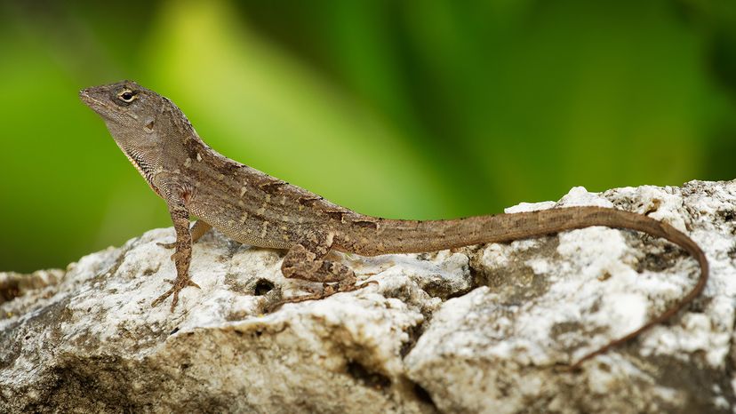 Brown anole