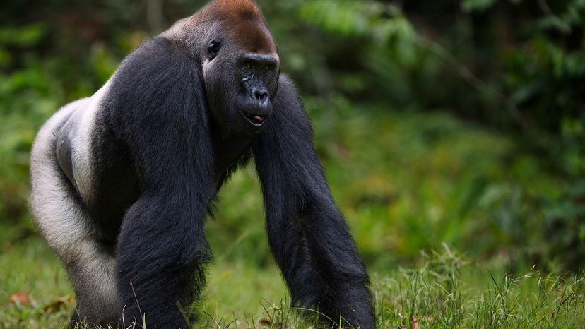 Black gorilla with silverback fur walks through short grass on all fours