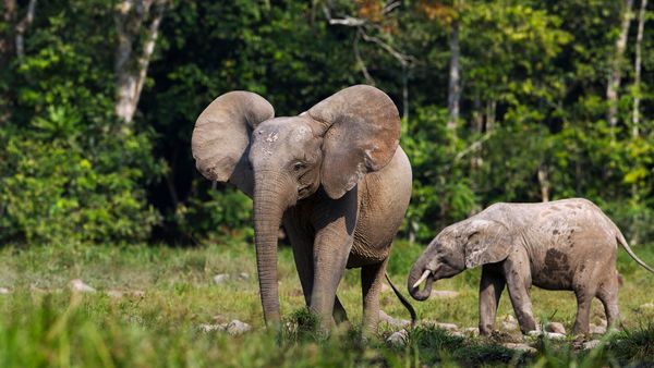 Forest elephant female and calf walking in greenery