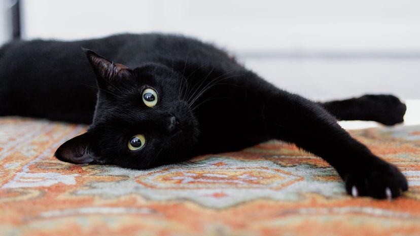 black cat