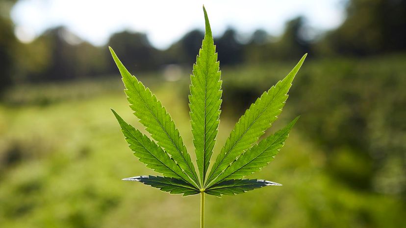 Close-up of fresh cannabis plant on sunny day