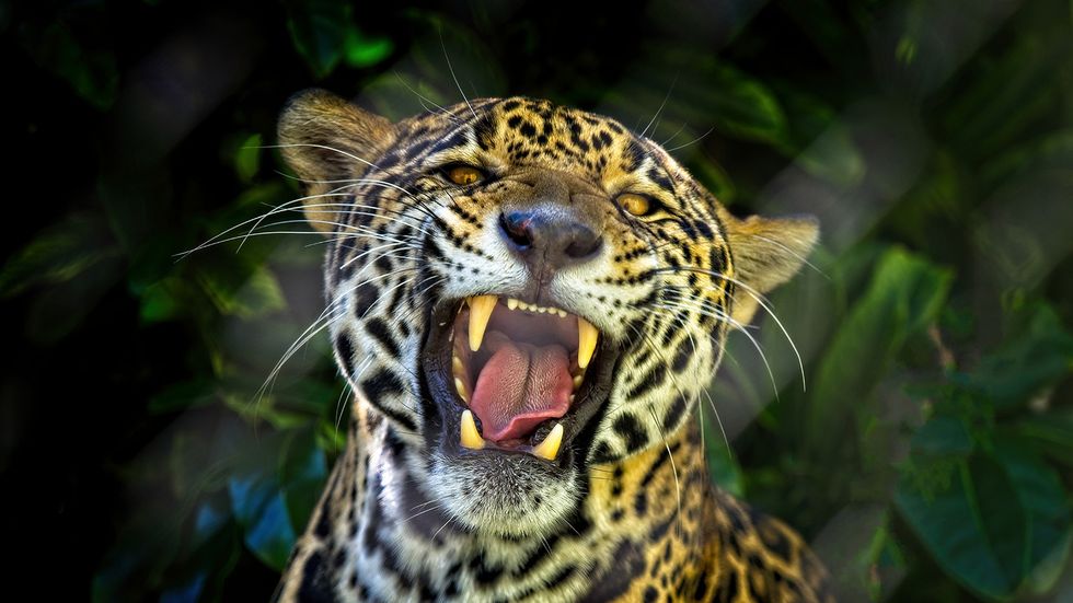 16 Most Dangerous Amazon Animals: Look but Don't Touch