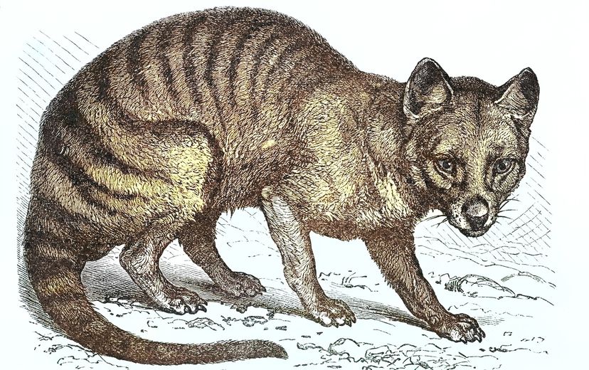 Tasmanian tiger