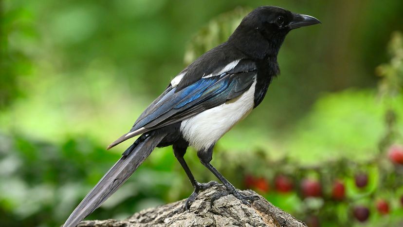 Eurasian Magpie