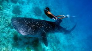 Person swimming beside a whale shark in blue water