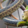 Why the Garter Snake Is Your Garden's Best Friend