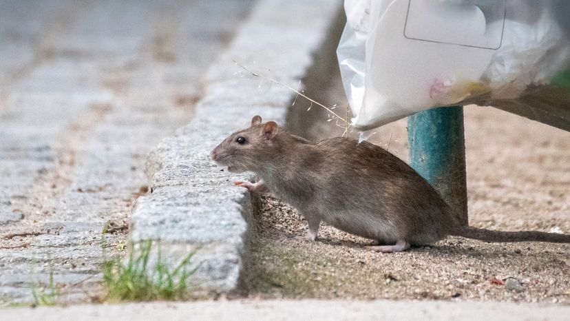 Brown rat feeding in the trash in the street