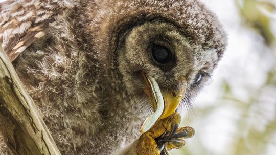 What Eats Snakes? A Lot of Animals, Including Other Snakes