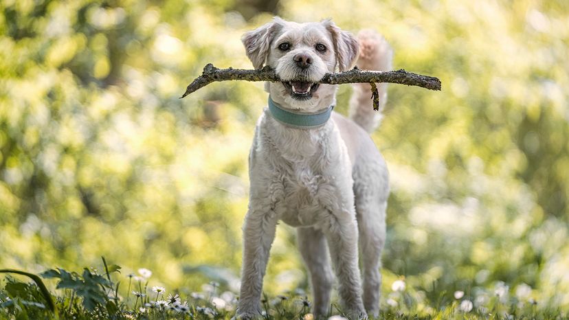 Small dog