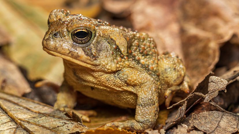 Fowler’s toad