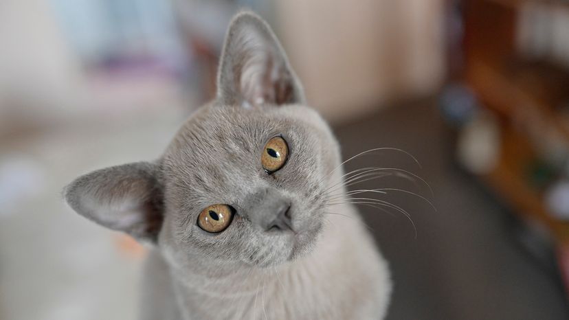 Burmese