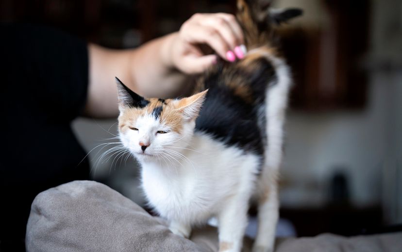 cat