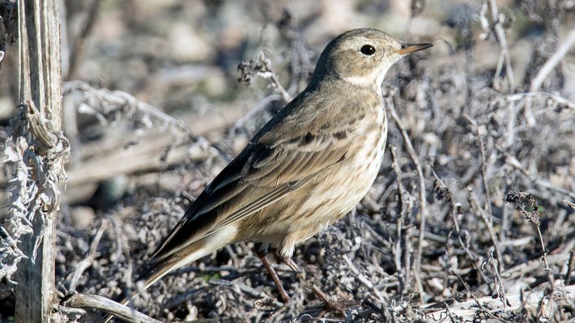 pipit