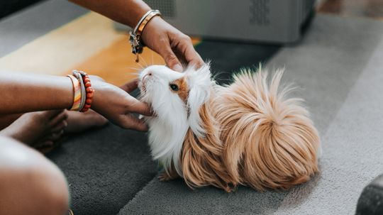 10 Easiest Pets to Take Care Of