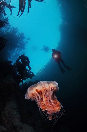 Diver watches rising Lions mane jellyfish.