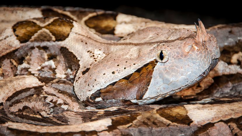 Gaboon viper