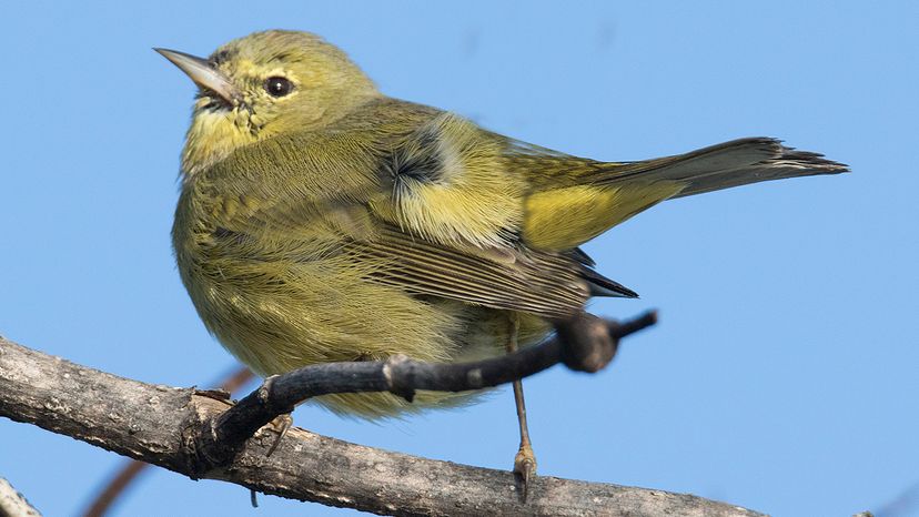 Orange-Crowned Warbler