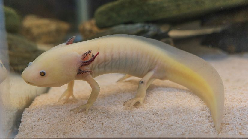Axolotl in aquarium