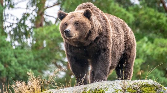 The Life and Death of Timothy Treadwell, the 'Grizzly Man'