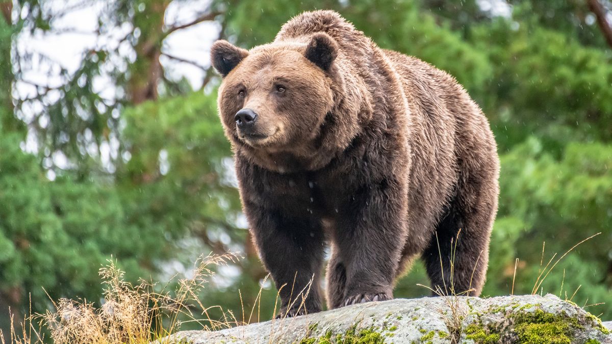 The Life and Death of Timothy Treadwell, the 'Grizzly Man'