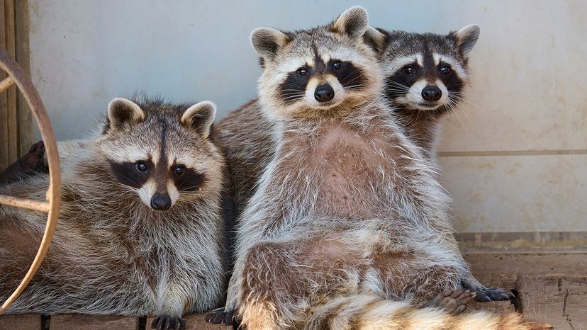 Raccoon