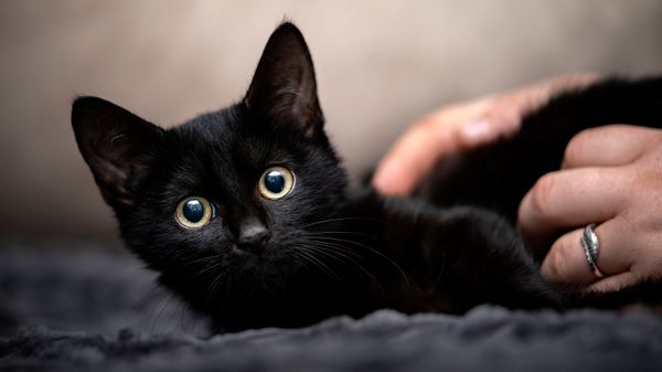 Black Cats' Genes May Be FIV- Resistant