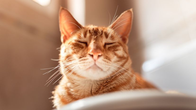 Orange tabby