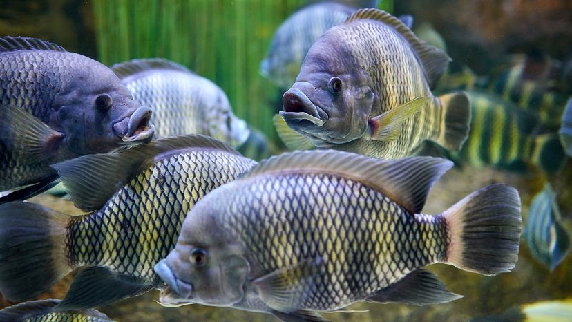 Tilapia