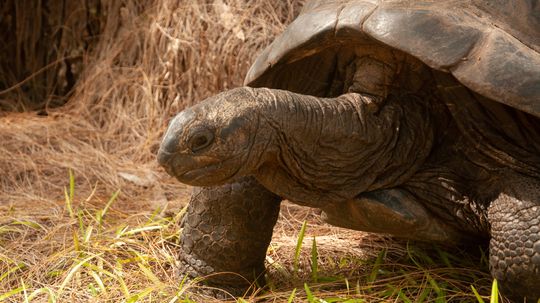 What Is the Longest Living Animal? From Tortoises to Whales
