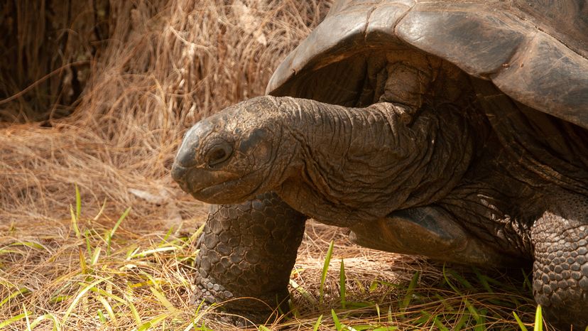 A Seychelles giant tortoise stands on dried grass