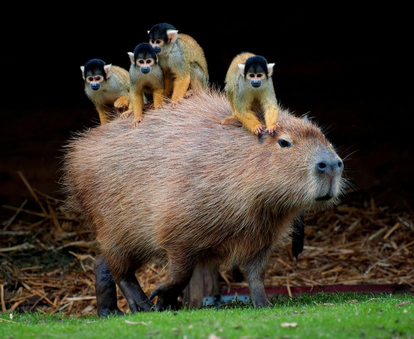 Capybara with squirrel monkeys on its back