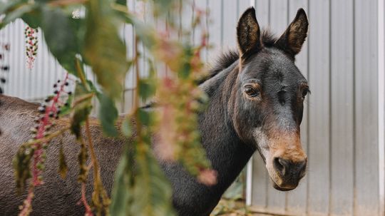 Hinny vs. Mule: Different Donkey-Horse Hybrids