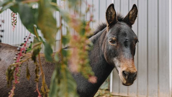 Hinny vs. Mule: Different Donkey-Horse Hybrids