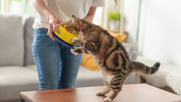 Can Cats Eat Tomatoes? It's Not a Simple Answer
