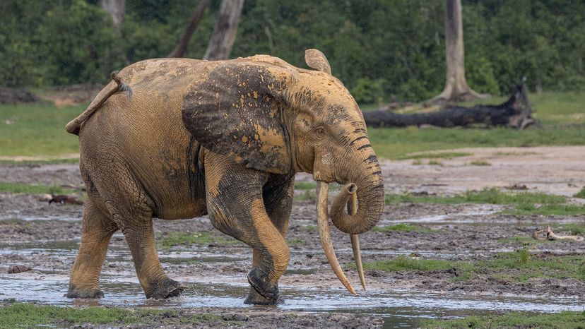 African forest elephant