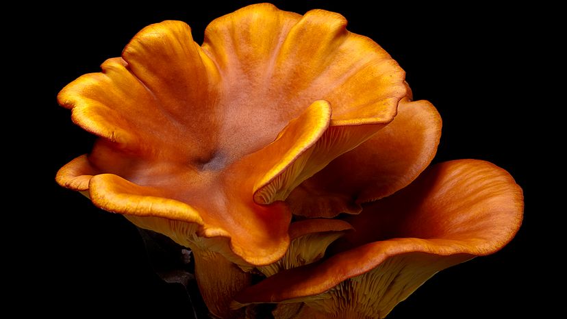 mushroom