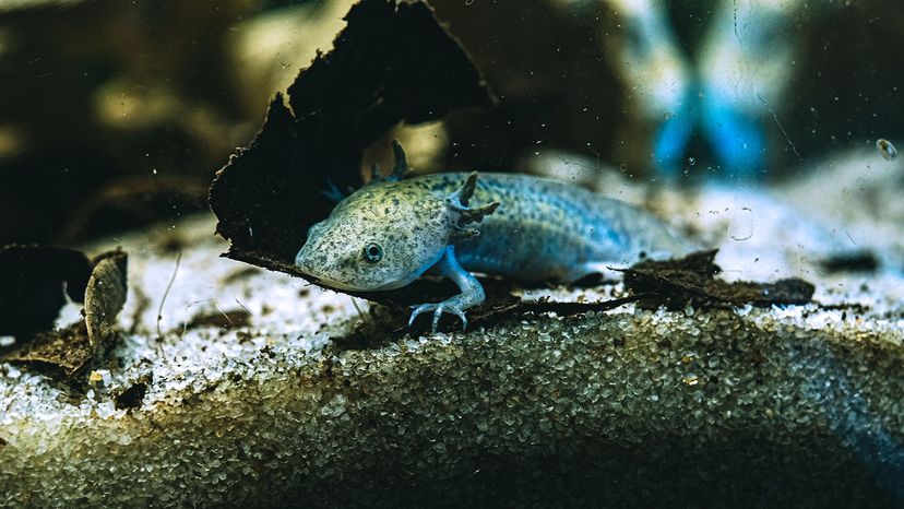 Axolotl