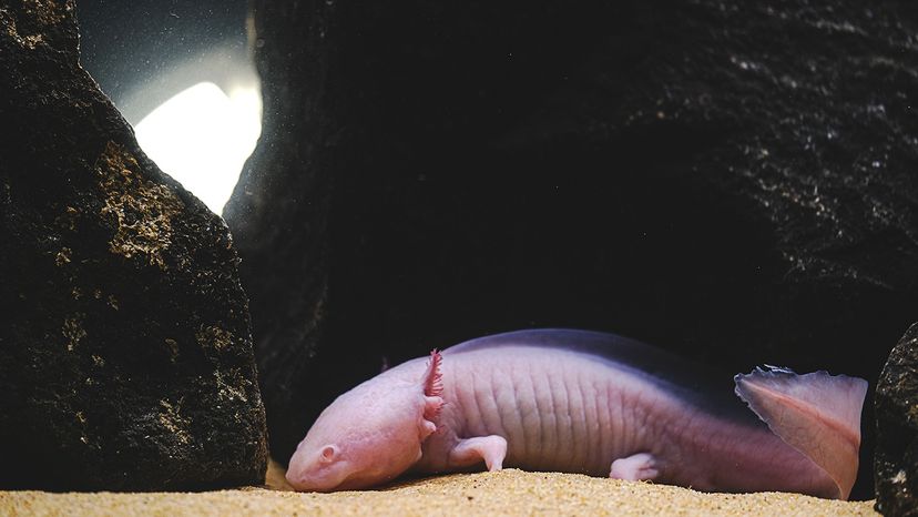 Axolotl