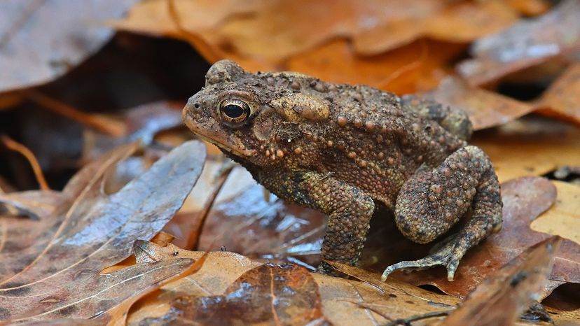 American toad