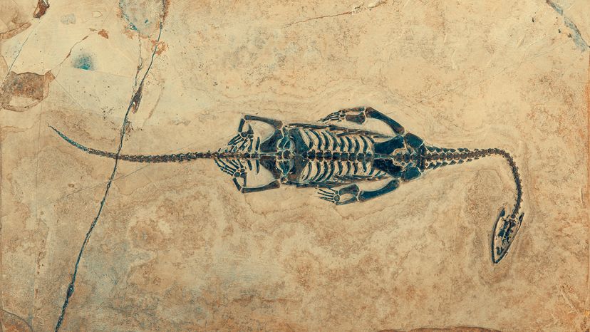 fossil