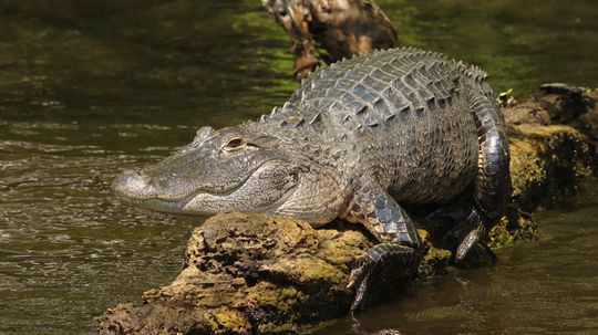 So, the American Alligator Can Climb Trees ... How Terrifying